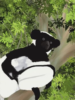 Zwart-witte maki (Indri), Madagaskar