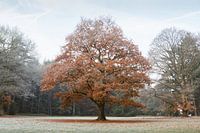 Tussen herfst en winter