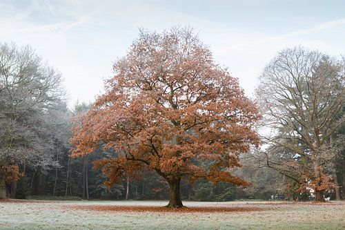 Entre l'automne et l'hiver