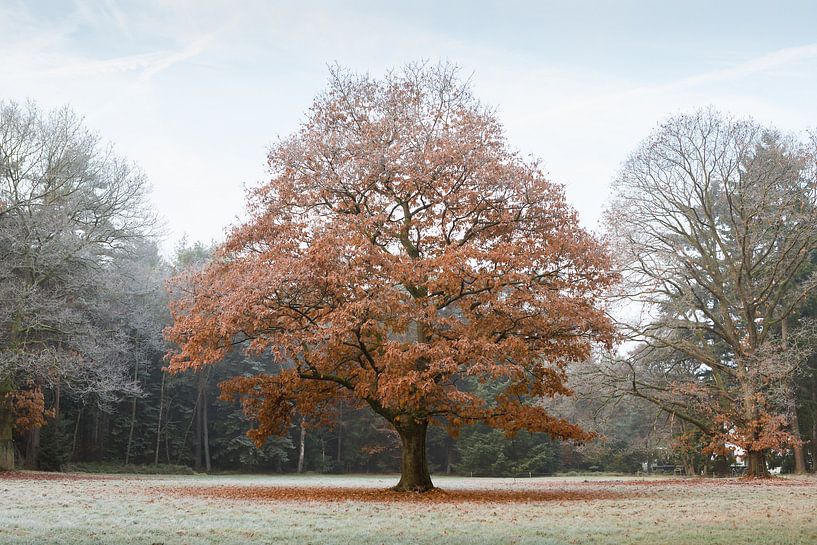 Tussen herfst en winter van Theo Klos