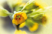 Schlüsselblume im Sonnenschein