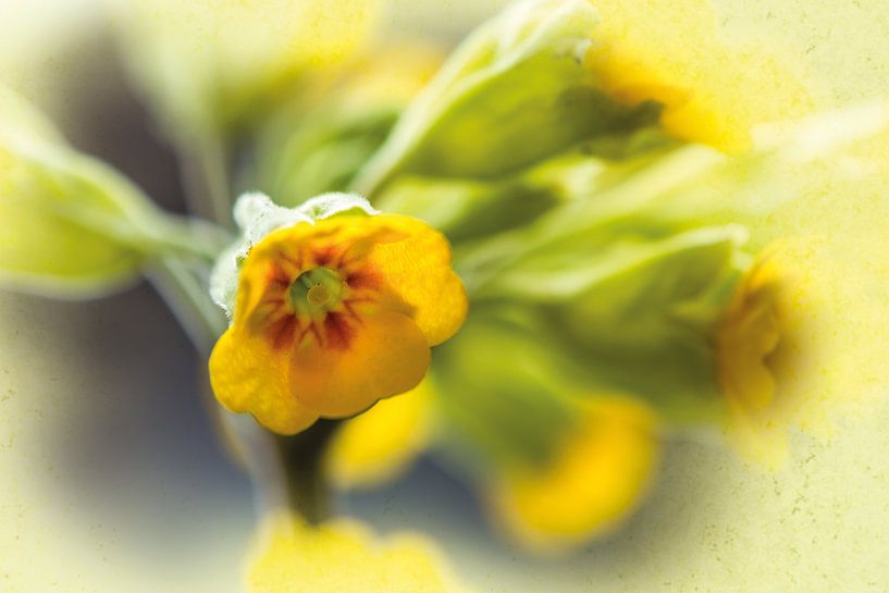 Schlüsselblume im Sonnenschein von Nicc Koch