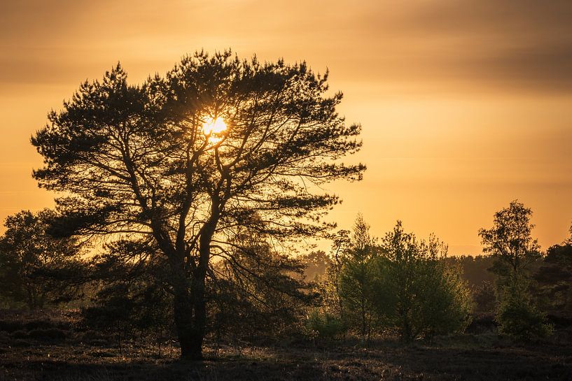 Sunset on the Balloërveld 2 by Arjan Bijleveld
