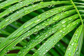 Grüne Blätter mit Tautropfen im Detail von Imperial Art House