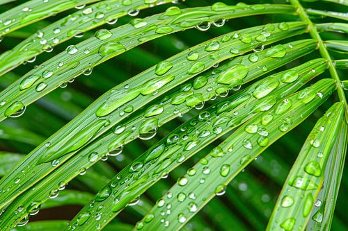 Groene bladeren met dauwdruppels in detail