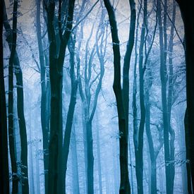 Foggy forest in shades of blue. sur Mark Scheper