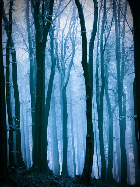 Foggy forest in shades of blue. by Mark Scheper