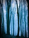  Mistig bos in een blauwtinten. van Mark Scheper thumbnail