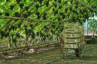 Greenhouse with large bunches of Westland blue grapes
