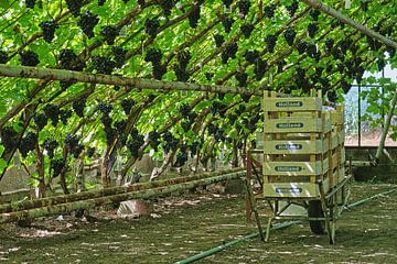 Tuinbouwkas met grote trossen  Westlandse blauwe druiven van Gert van Santen