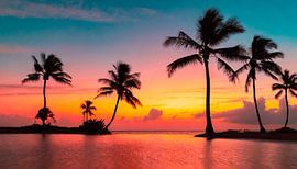 Zonsondergang met palmbomen