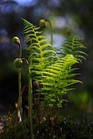 plant composition