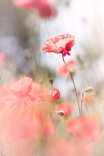 Poppies Dancing by Bob Daalder