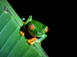 Roodoogboom kikker op blad in Costa Rica