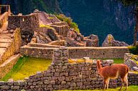 Lama geniet van uitzicht in Machu Picchu van John Ozguc thumbnail