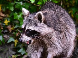 Pfiffiger Waschbär