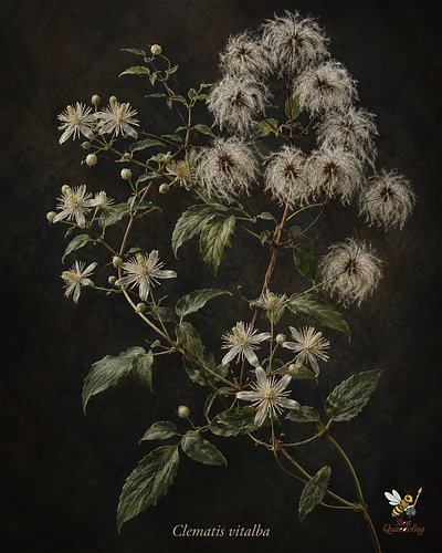 Zilveren bosrank – Clematis vitalba