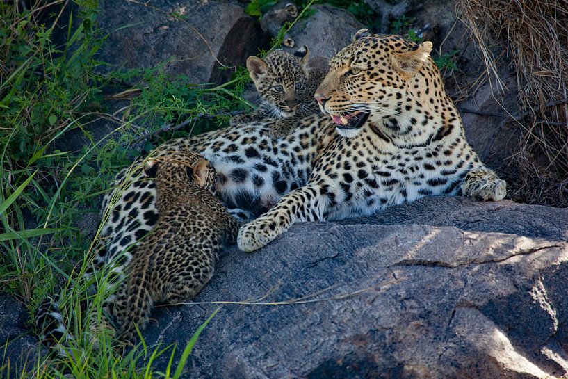 Suckling Leocub van Peter Michel