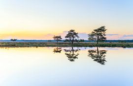 Dwingelderveld (Netherlands) by Marcel Kerdijk