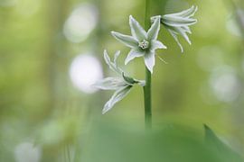 Nodding Bethlehem , ( Ornithogalum nutans ) by Astrid Brouwers