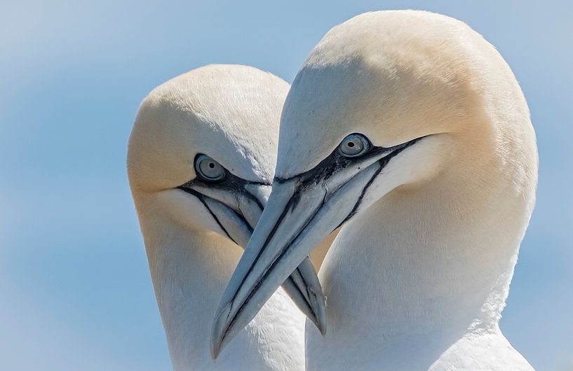 Oogcontact  by Karin Tebes
