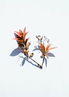 Plant with shadow on white background