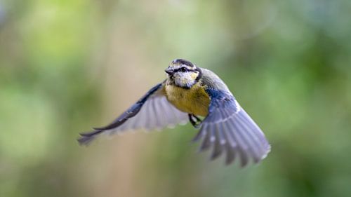 Mésange bleue en vol sur Leon Brouwer