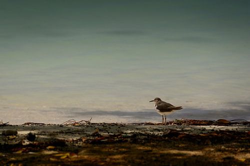 De eenzame oeverloper