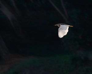 Ein Javareiher im Flug