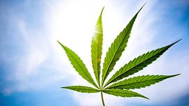 Hemp leaf by Günter Albers