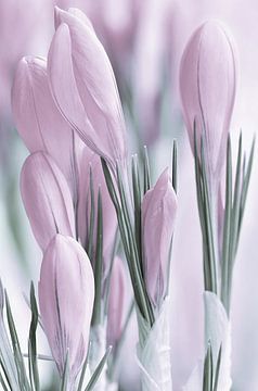Frühlingsblumen von Violetta Honkisz
