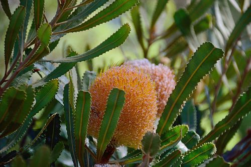 Banksia Burdettii