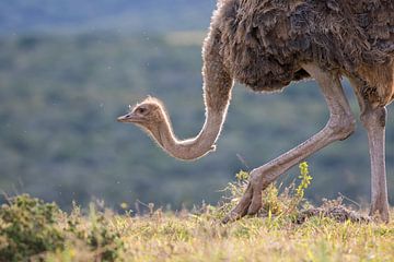 Close-up van een struisvogel in Zuid Afrika