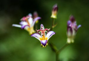 Blumenkunst