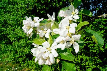 Witte bloemen sur Jane Changart