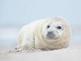 Zeehonden pup sur Elles Rijsdijk