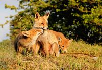 Fox