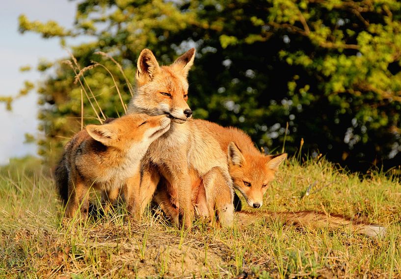Fox by Franklin