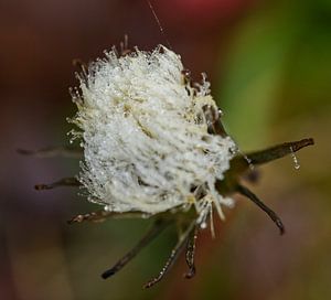 Löwenzahn Puffball mit Morgentau