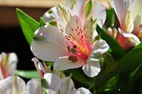 Alstroemeria Bloem