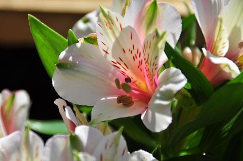 Alstroemeria Bloem