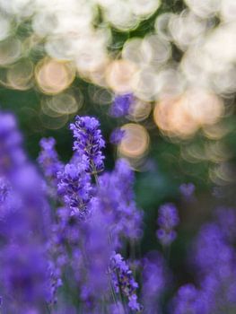 Bubbly bokeh