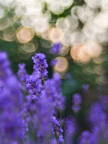 Bubbly Bokeh von Cynthia Derksen