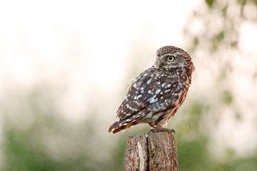 Little owl on a post by Anouk de Vries