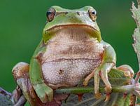 grenouille arboricole grosse comme un pouce en espagne oeil à oeil frontal sur un buisson de ronces