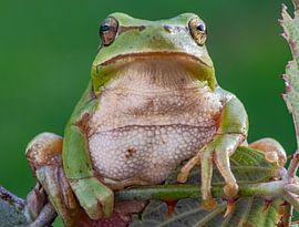 boomkikker zo groot als een duim in spanje oog in oog frontaal op braamstruik van Hans Hut