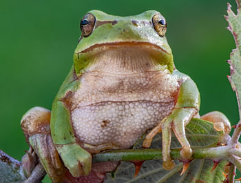 daumengroßer Laubfrosch in Spanien Auge in Auge frontal auf Brombeerbusch