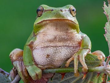 daumengroßer Laubfrosch in Spanien Auge in Auge frontal auf Brombeerbusch von Hans Hut