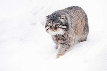 Isolated on white snow background  . Severe brutal fluffy wild cat manul on white snow. by Michael Semenov