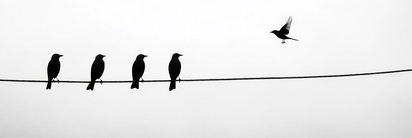 Bird's eye view on the wire by Poster Art Shop